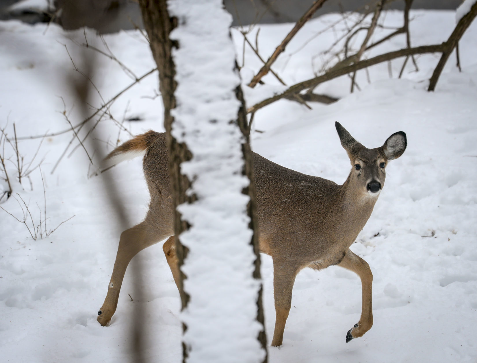 012319-qct-qca-deerhunt-011